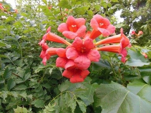 凌霄花,凌霄花图片
