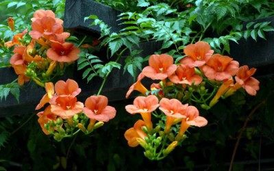 凌霄花,凌霄花图片