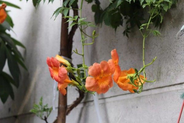 凌霄花,凌霄花图片