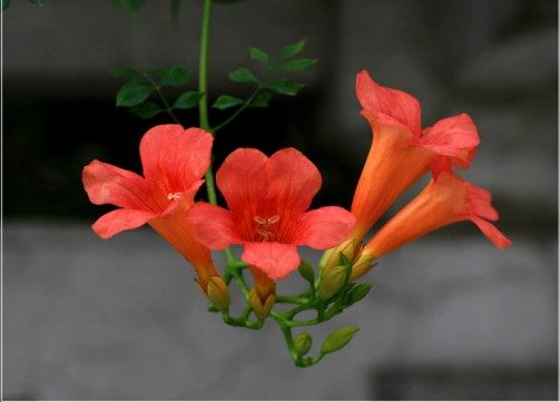 凌霄花,凌霄花图片