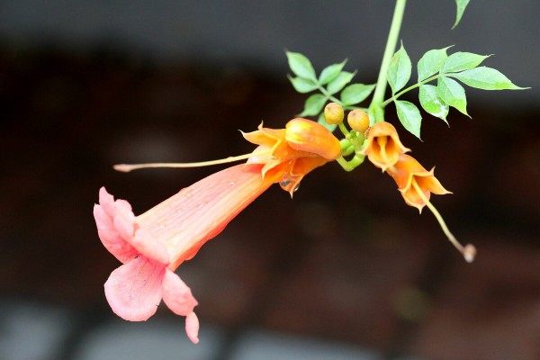凌霄花,凌霄花图片