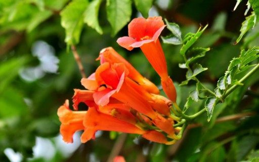 凌霄花,凌霄花图片