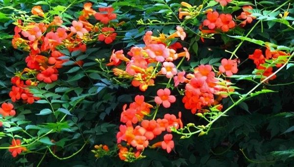 凌霄花,凌霄花图片