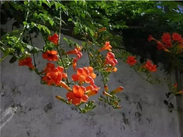 凌霄花,凌霄花图片