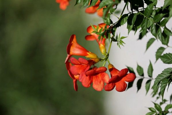 凌霄花,凌霄花图片