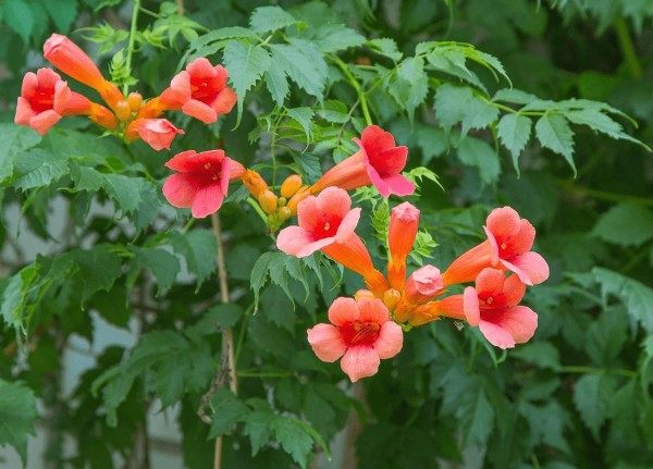 凌霄花,凌霄花图片