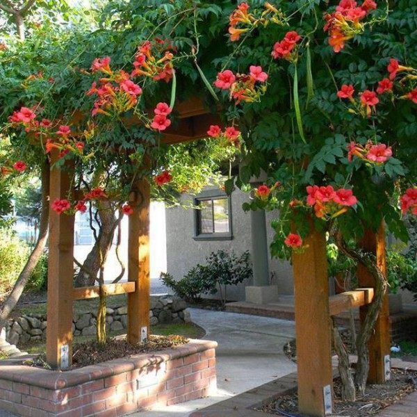 凌霄花,凌霄花图片