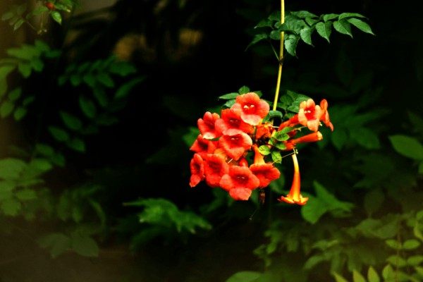 凌霄花,凌霄花图片