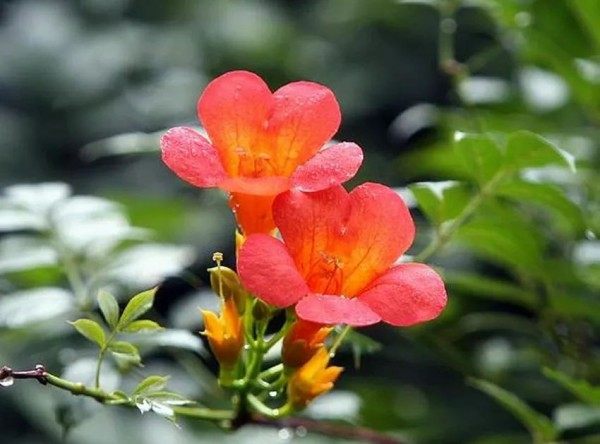 凌霄花,凌霄花图片