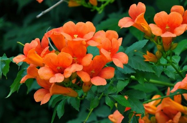 凌霄花,凌霄花图片