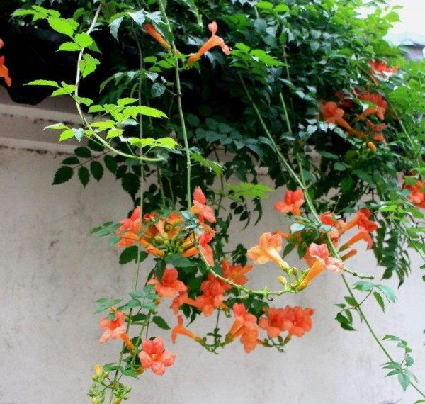 凌霄花,凌霄花图片