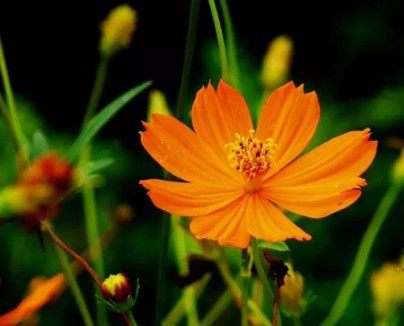 硫华菊,硫华菊图片