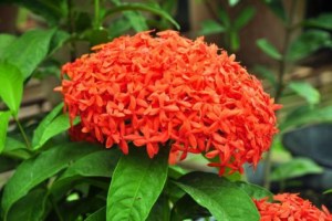 龙船花,龙船花图片