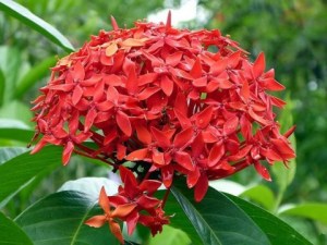龙船花,龙船花图片