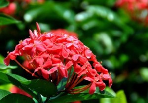 龙船花,龙船花图片