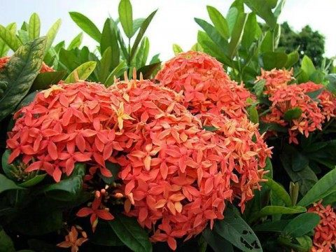 龙船花,龙船花图片