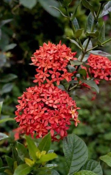 龙船花,龙船花图片