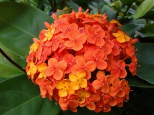 龙船花,龙船花图片