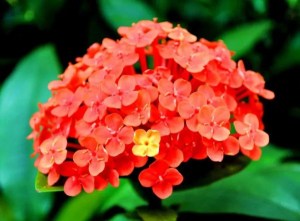 龙船花,龙船花图片