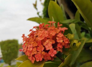 龙船花,龙船花图片