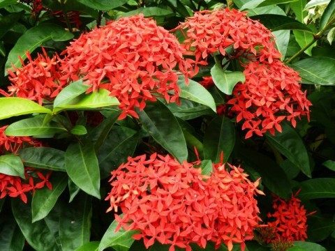 龙船花,龙船花图片