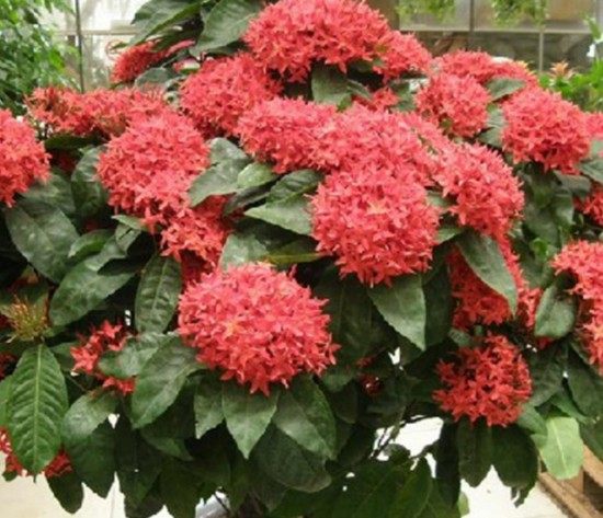 龙船花,龙船花图片