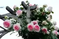 龙沙宝石图片