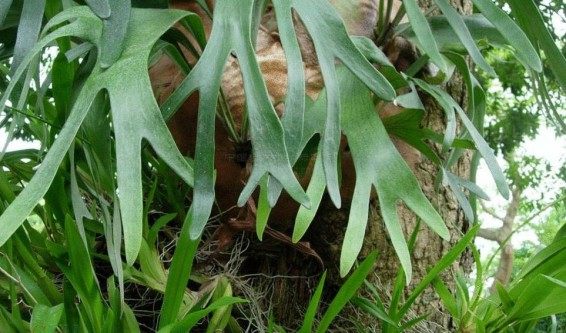 鹿角蕨,鹿角蕨图片