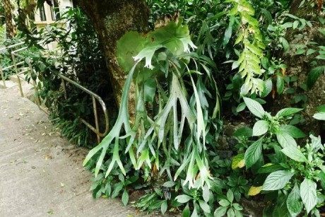 鹿角蕨,鹿角蕨图片