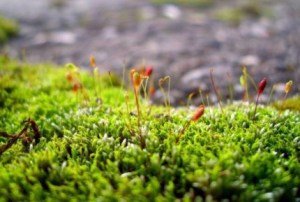 螺旋藓苔,螺旋藓苔图片