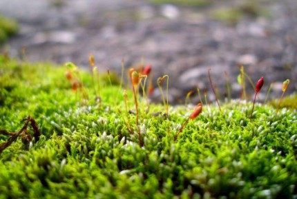 螺旋藓苔,螺旋藓苔图片