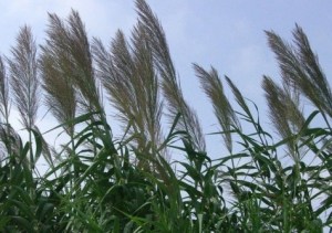 芦苇,芦苇图片