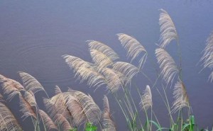 芦苇,芦苇图片