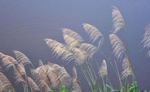 芦苇,芦苇图片