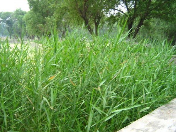 芦苇,芦苇图片