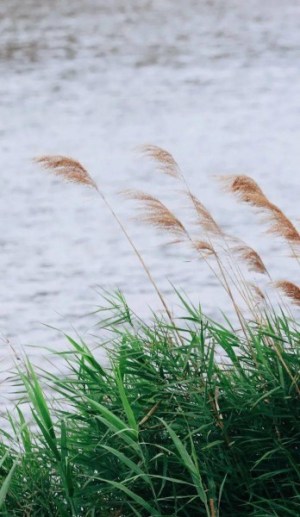 芦苇,芦苇图片