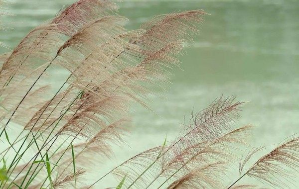 芦苇,芦苇图片