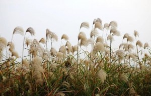 芦苇,芦苇图片