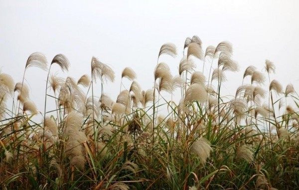 芦苇,芦苇图片