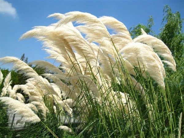 芦苇,芦苇图片