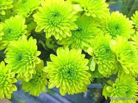 绿菊花,绿菊花图片