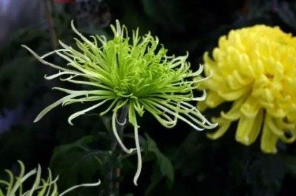 绿菊花,绿菊花图片