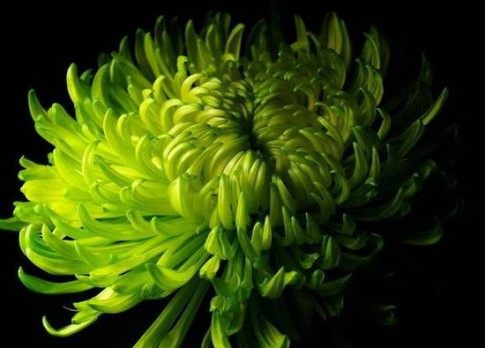 绿菊花,绿菊花图片