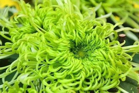 绿菊花,绿菊花图片