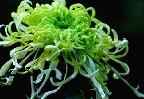 绿菊花,绿菊花图片