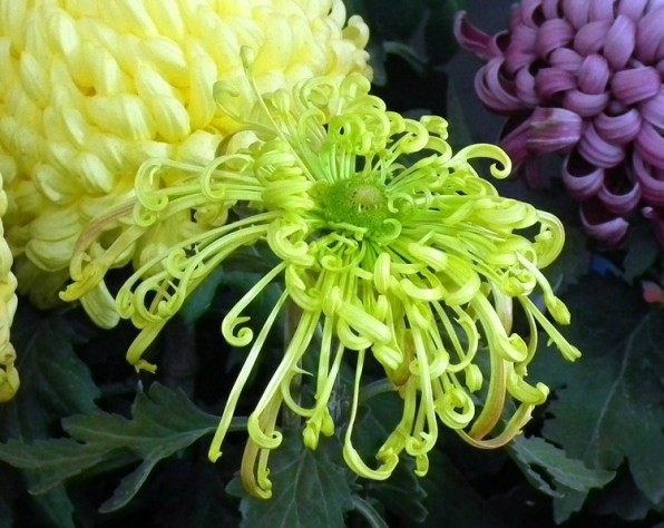 绿菊花,绿菊花图片