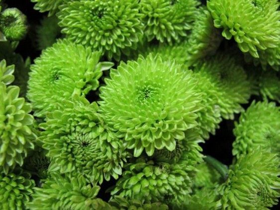 绿菊花,绿菊花图片