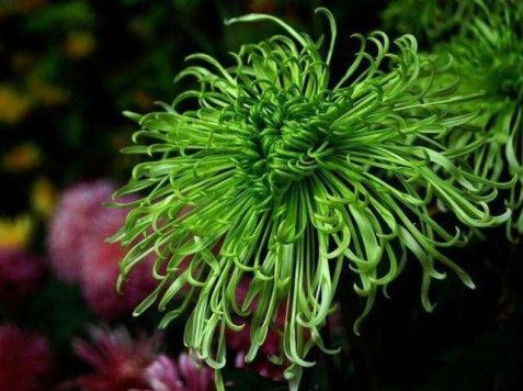绿菊花,绿菊花图片