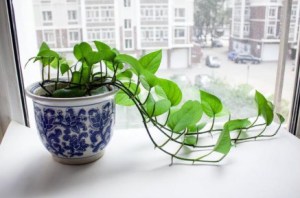 绿萝,绿萝图片
