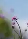 马鞭草图片